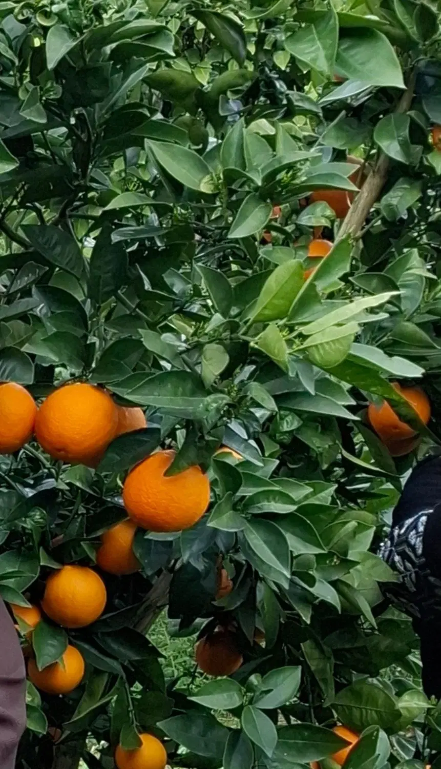 فروش ۱۵۰ متر باغ