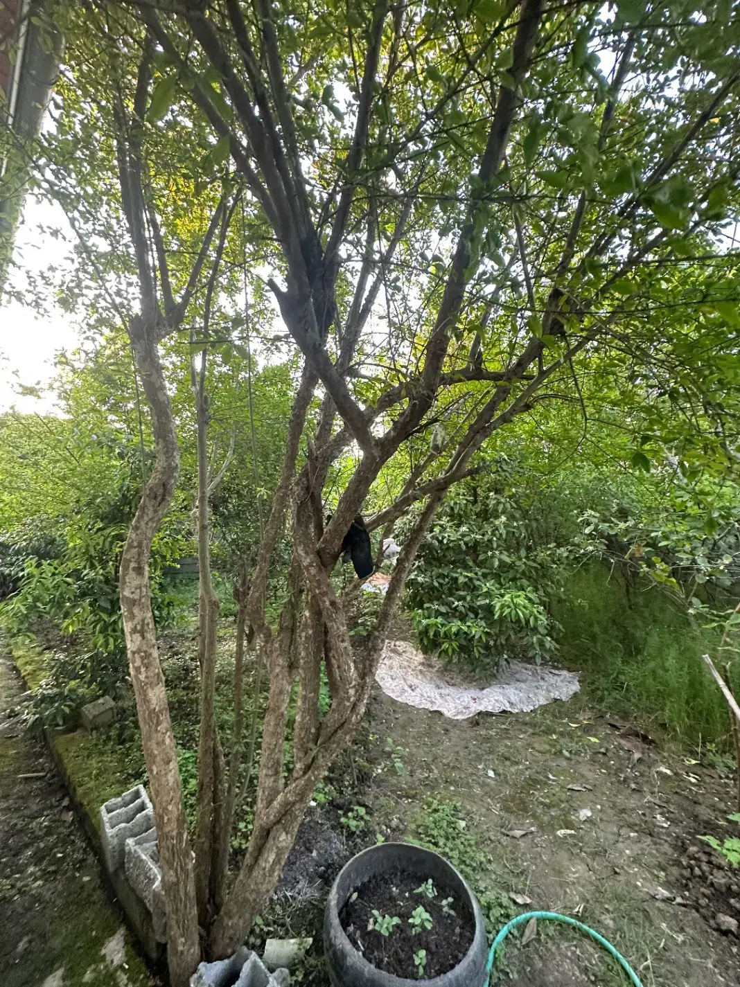 فروش ویژه خونه باغ در روستای برک ساحلی
