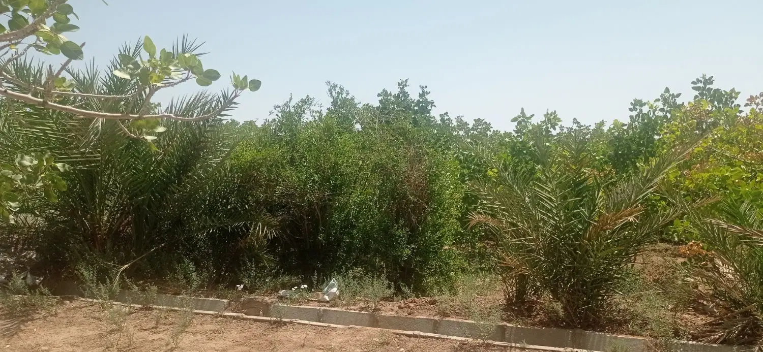زمین برکبا(راحت آباد)