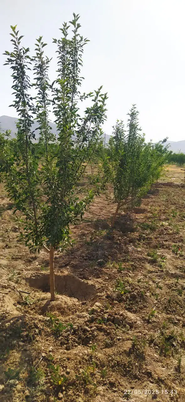 زمین باغی مرزیجران