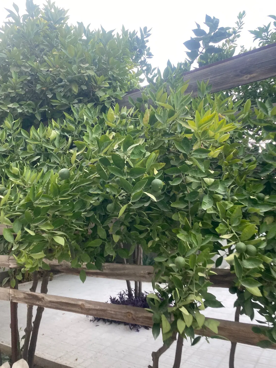 گاراژ با سوله به فروش میرسد