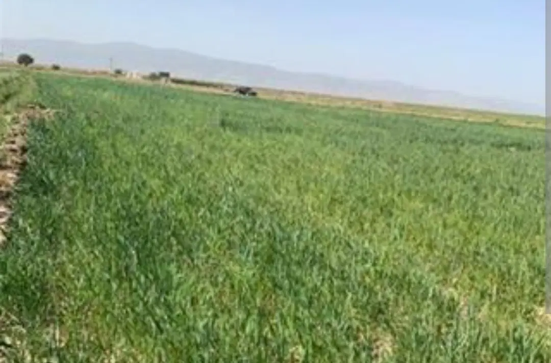 زمین روستای گازیر