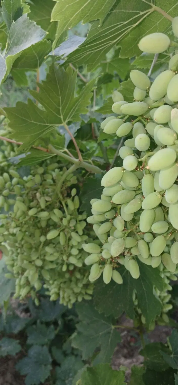 باغ ایستاده جاده دریا روستای قرحسنلو