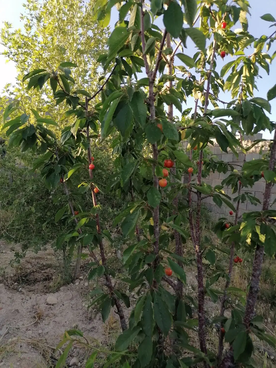 باغچه 600 متری کودیون روستای حسین آباد