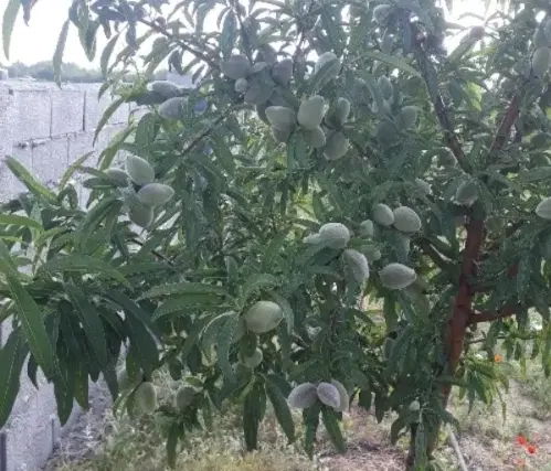 زمین باِغی ۴دیواری شده مرزیگران