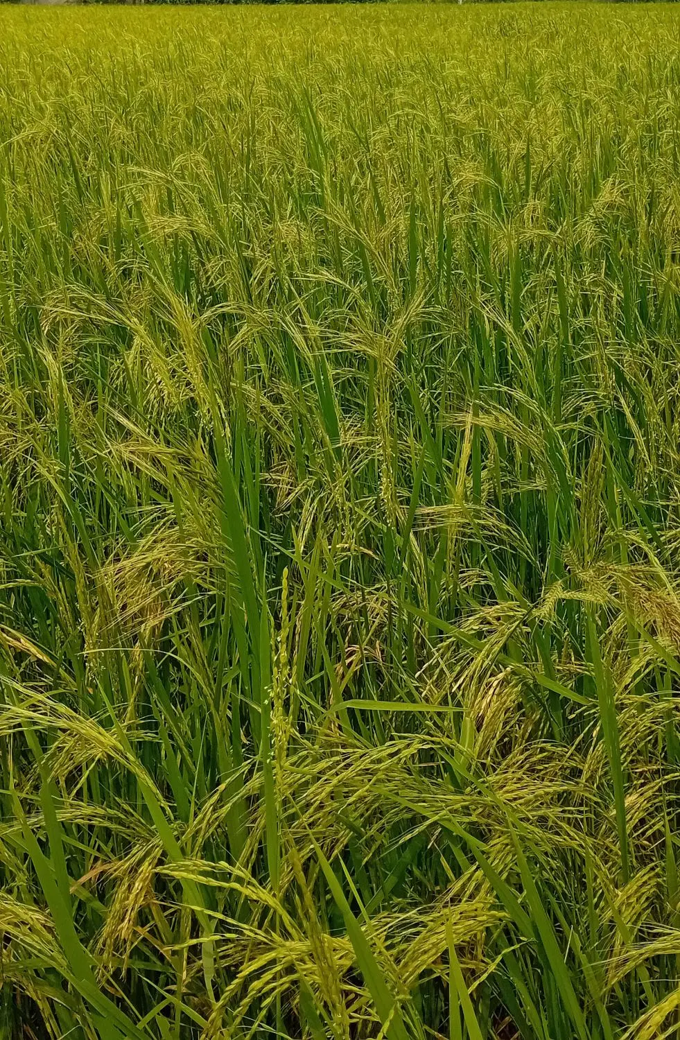 زمین کشاورزی