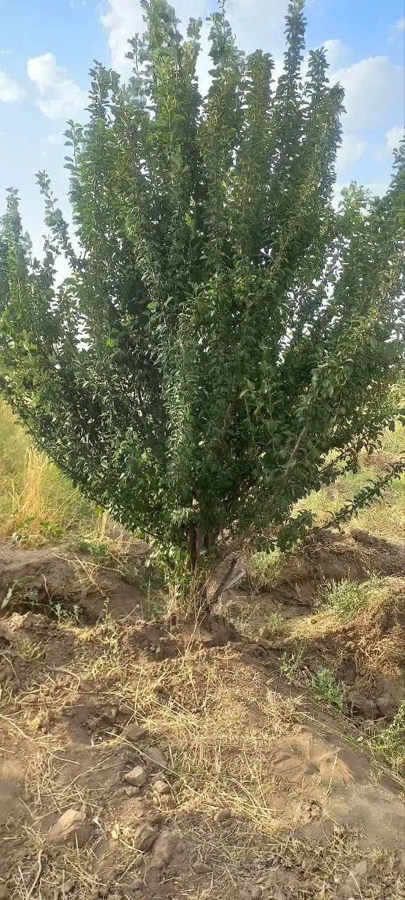 باغ پسته شهرستان فیروزه