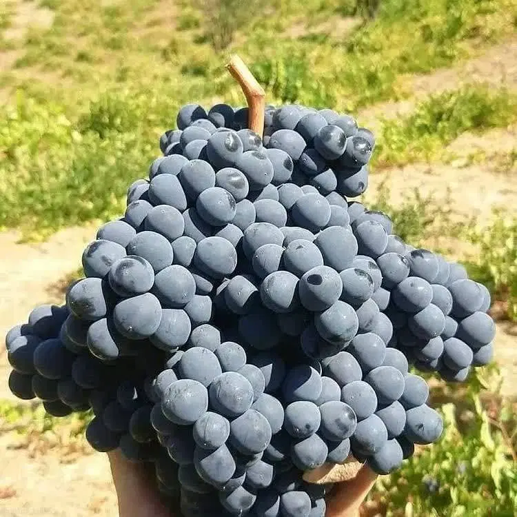 فروش باغ انگور شرابی