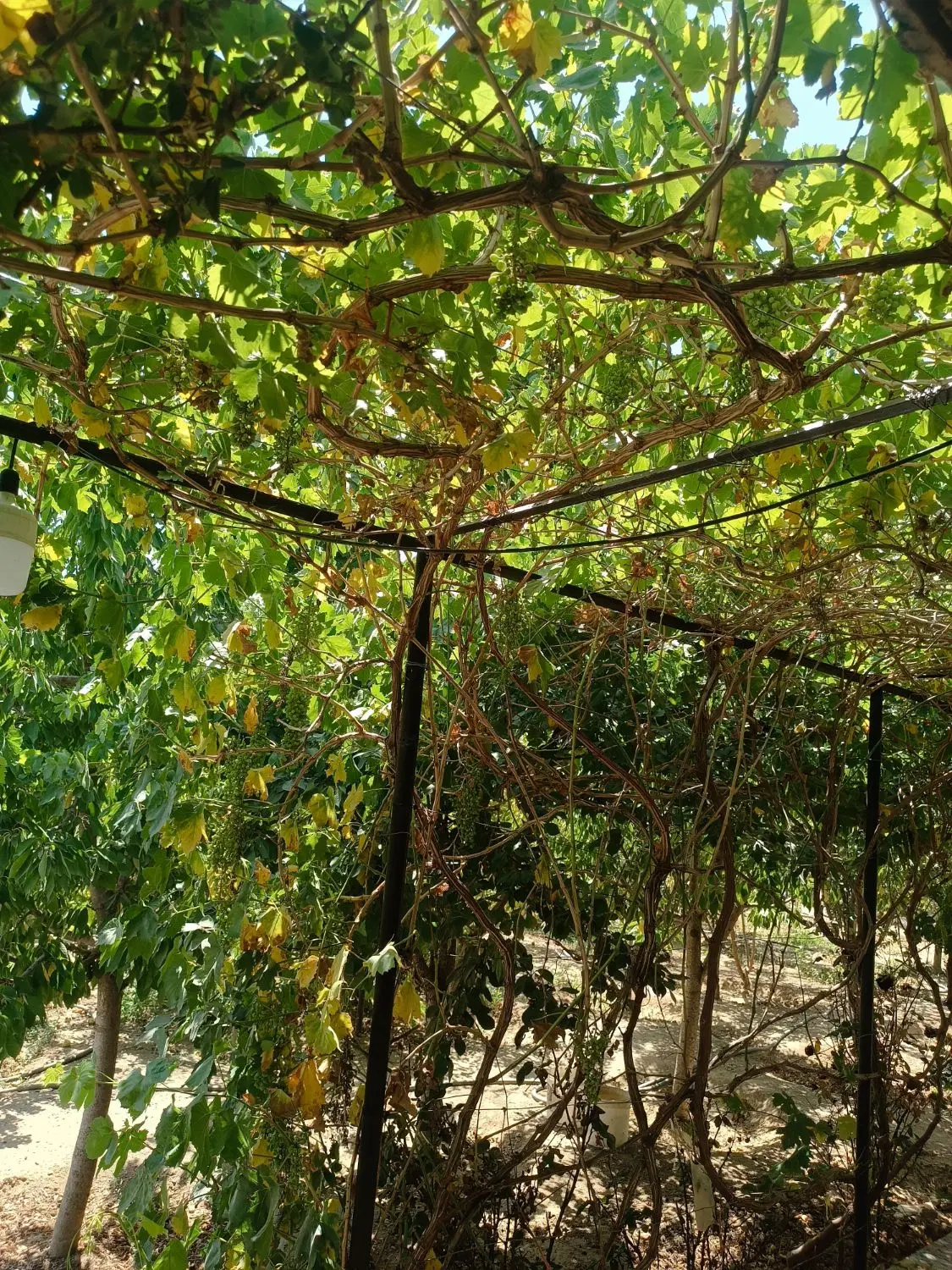 خونه باغ مرزیجران با برق