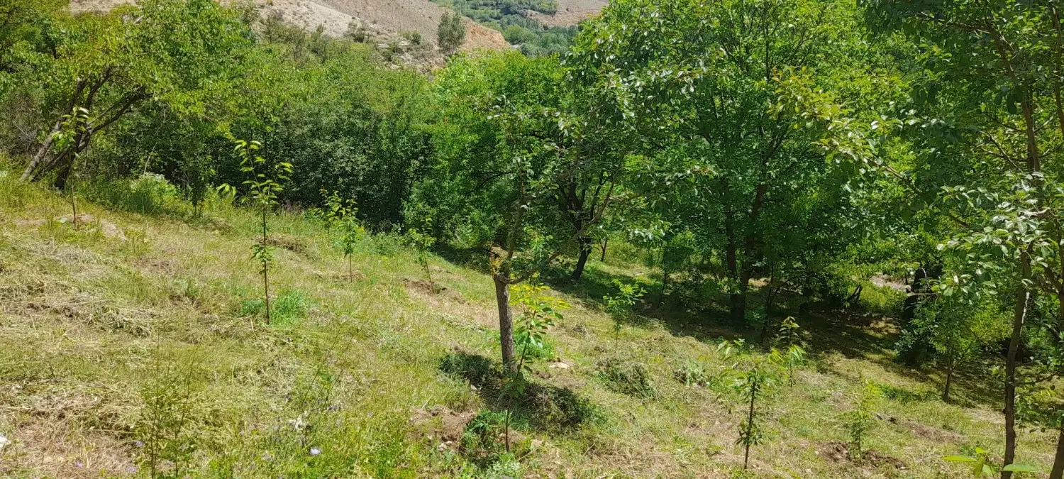 باغ در روستای ارزیل