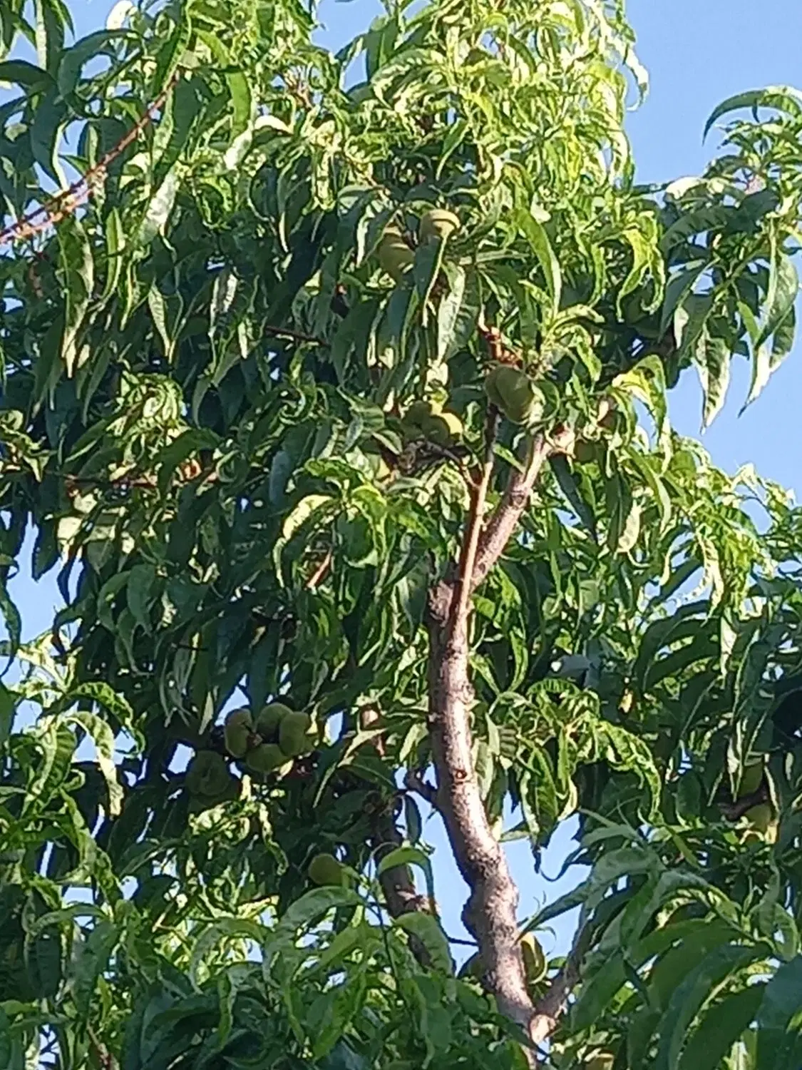اجاره  باغچه