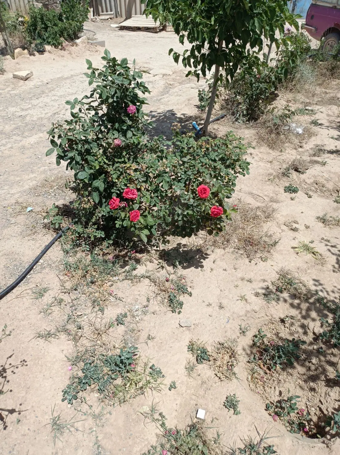 باغ فروشی