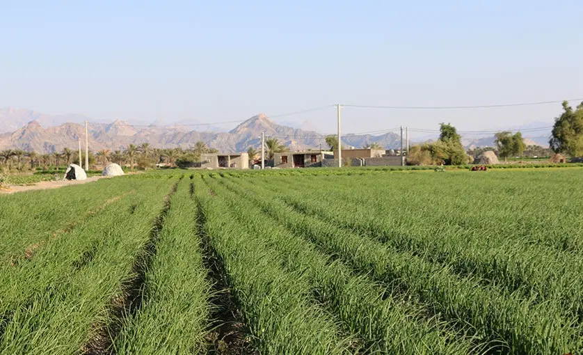 اجاره زمین کشاورزی بندسراجی
