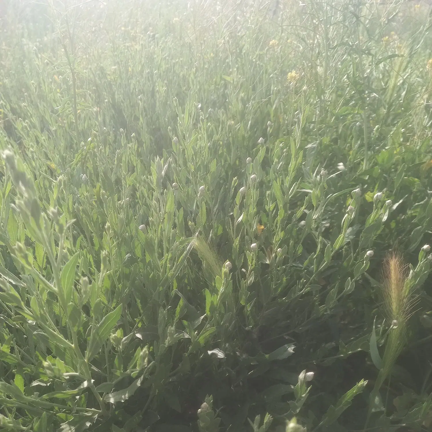 زمین مکی اباد فیروزاباد