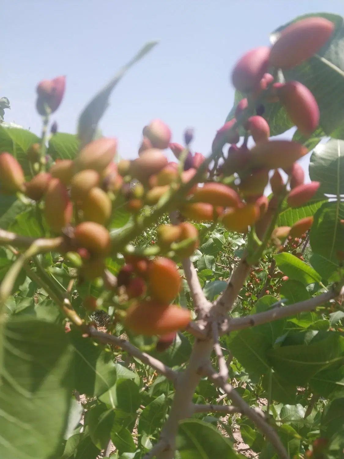 باغچه چهار دیواری ۱۰۰۰