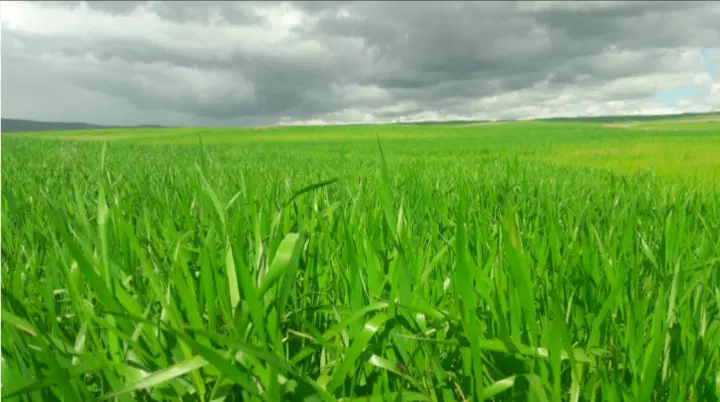 زمین کشاورزی