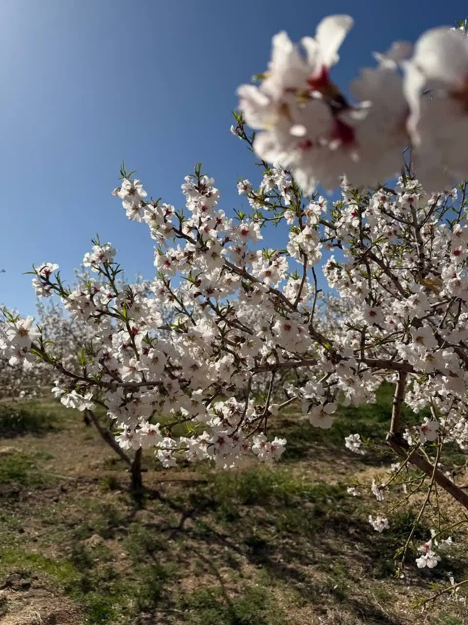 فروش باغ بادام درآمدی طرح عباس آباد