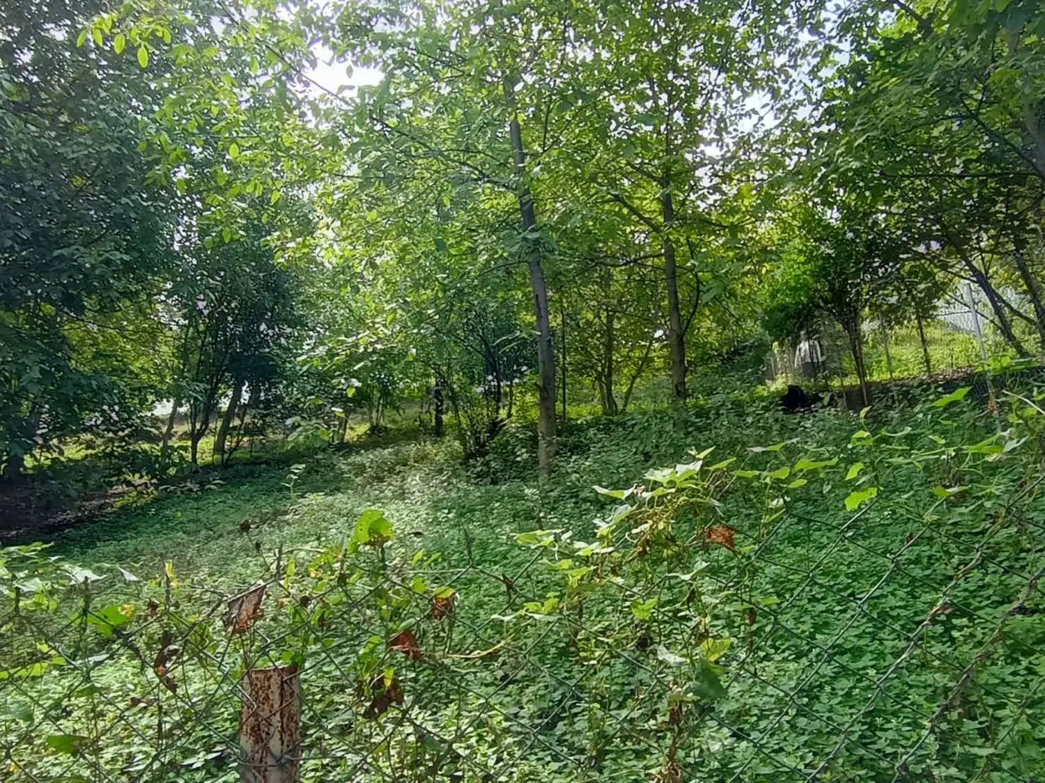 زمین فنس شده روستای رشی