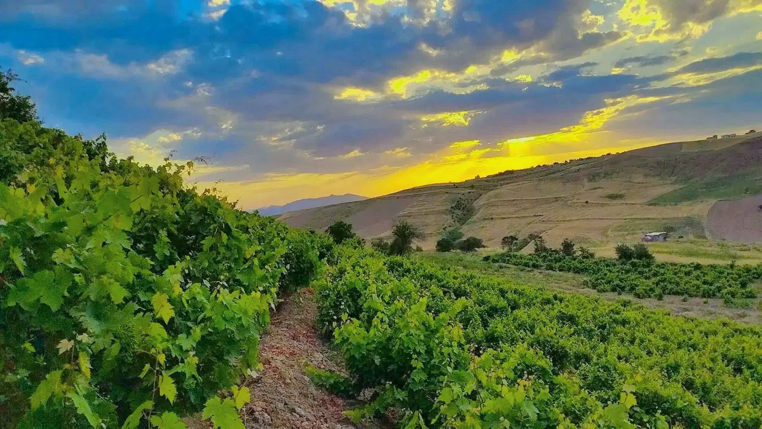 باغ در پیغو