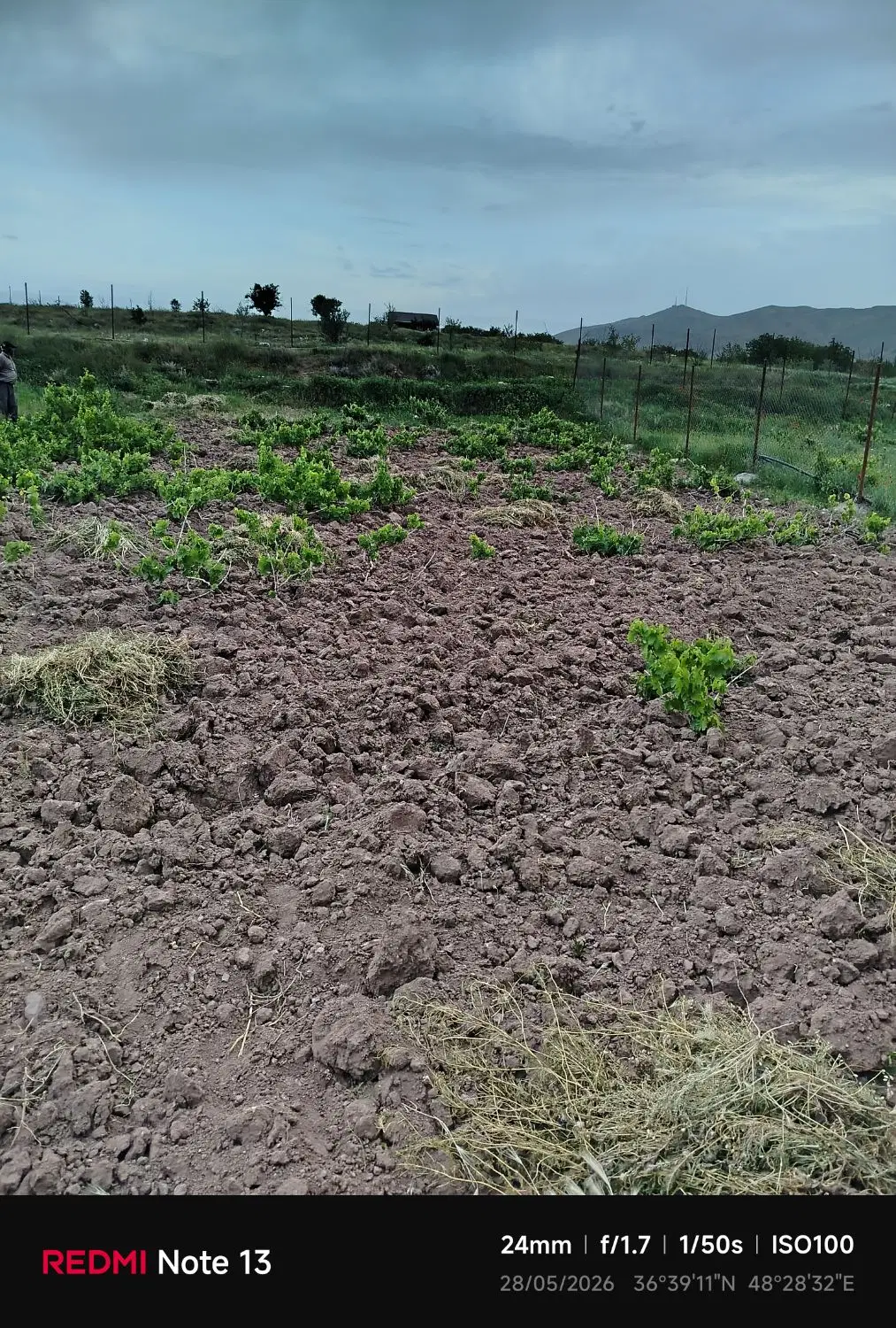 باغ انگور متراژ پایین  دارای سند شش دانگ
