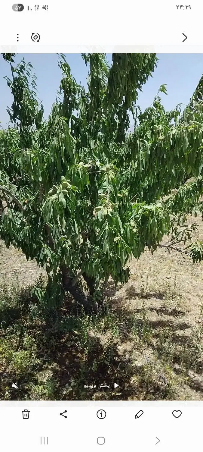 باغ بادام