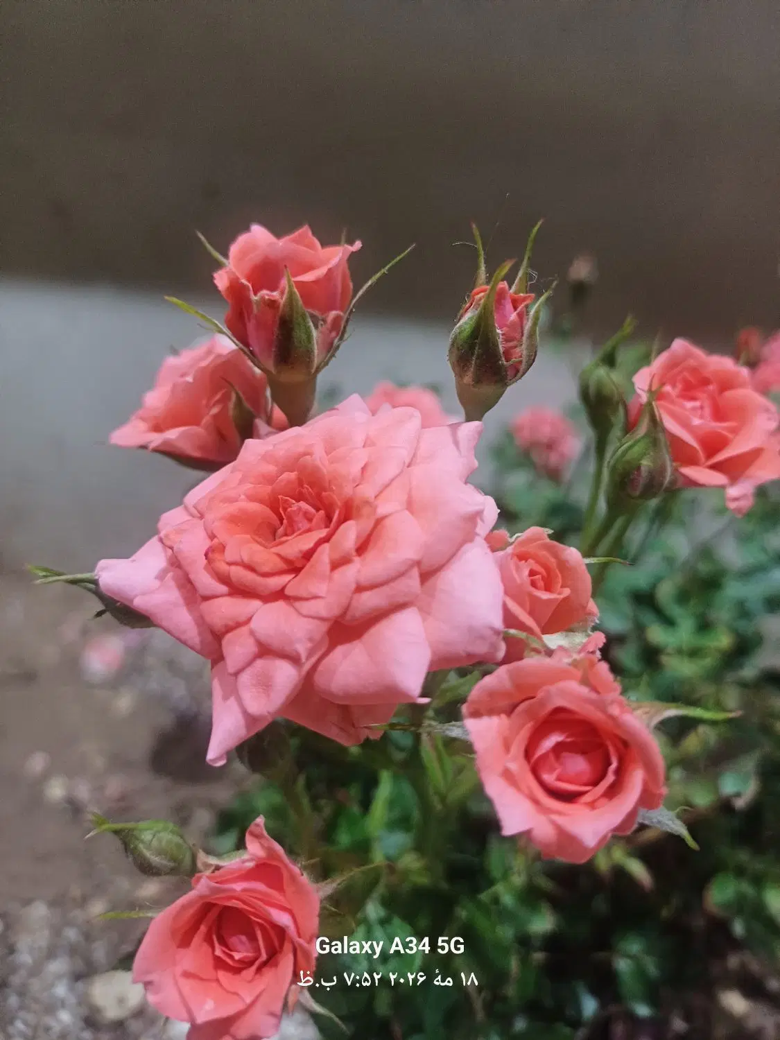 فروش خانه باغ به متراژ ۳۲۰۰ متر بادیوار بلوکی