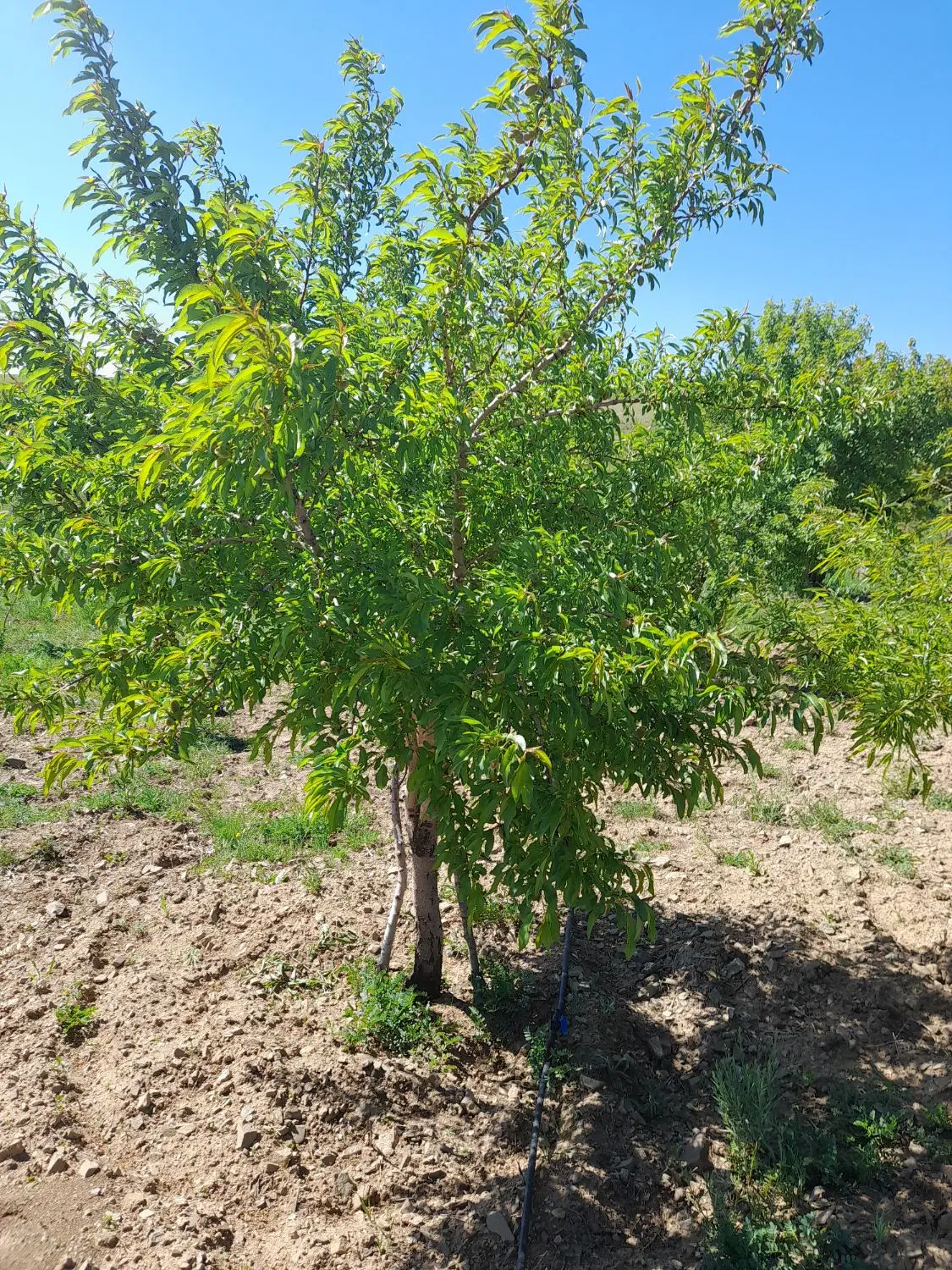 فروش باغ در۱۸کیلومتری زنجان