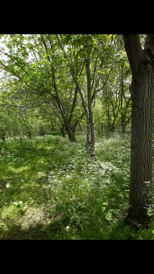 ۱۵۰۰ متر باغ فروشی مناسب خانواده و سرمایه گذاری