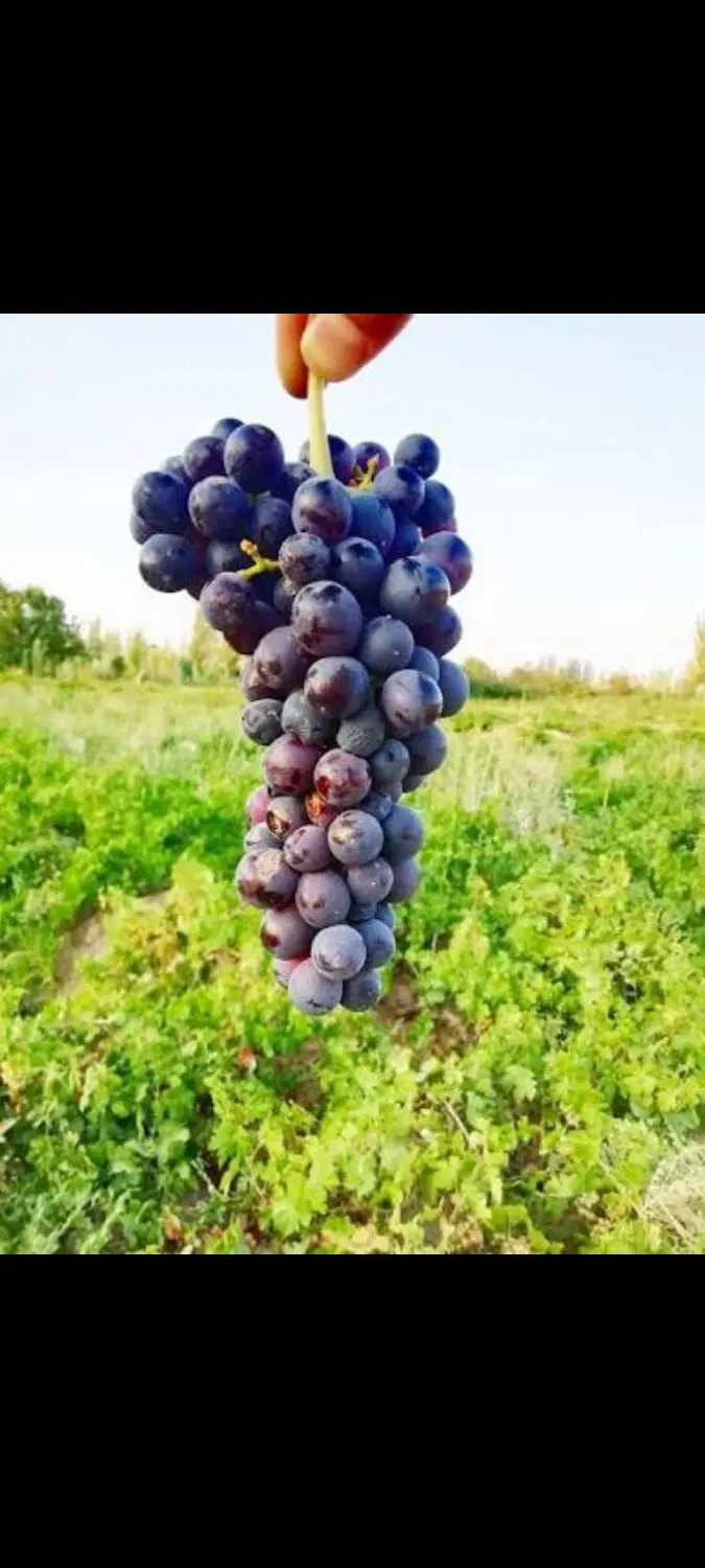 ۳۰۰۰ متر باغ انگور و بادام