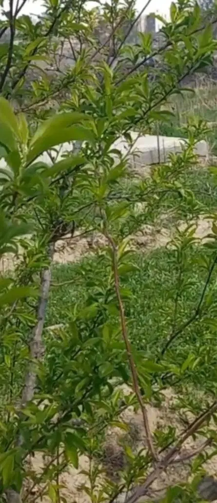 باغچه ۵۰۰ متری باباسلمان