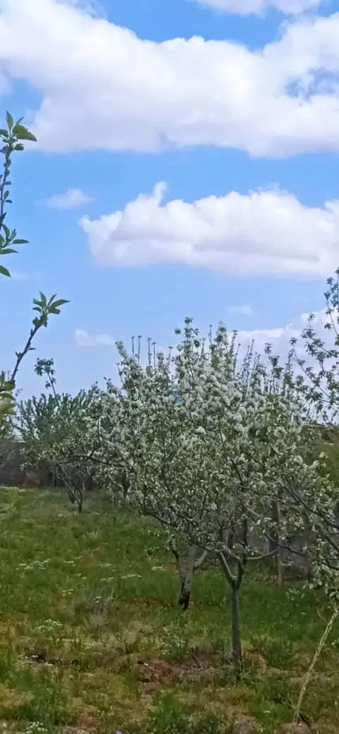 فروش باغ تفریحی