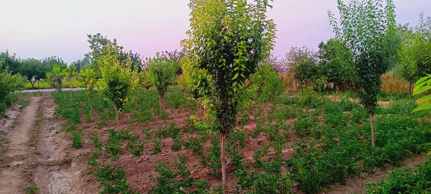 باغ 900متری علی آباد