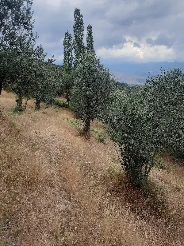 زمین  باغی