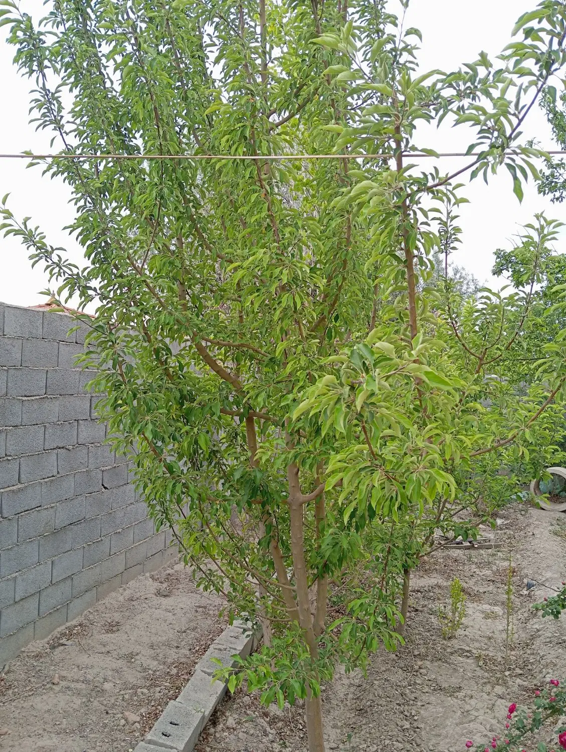 پلاک جنگلی جاده ساحلی (خوشه های طلایی شهر زیار)