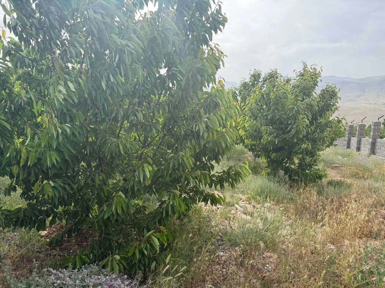 فروش باغ میوه ۶ ساله