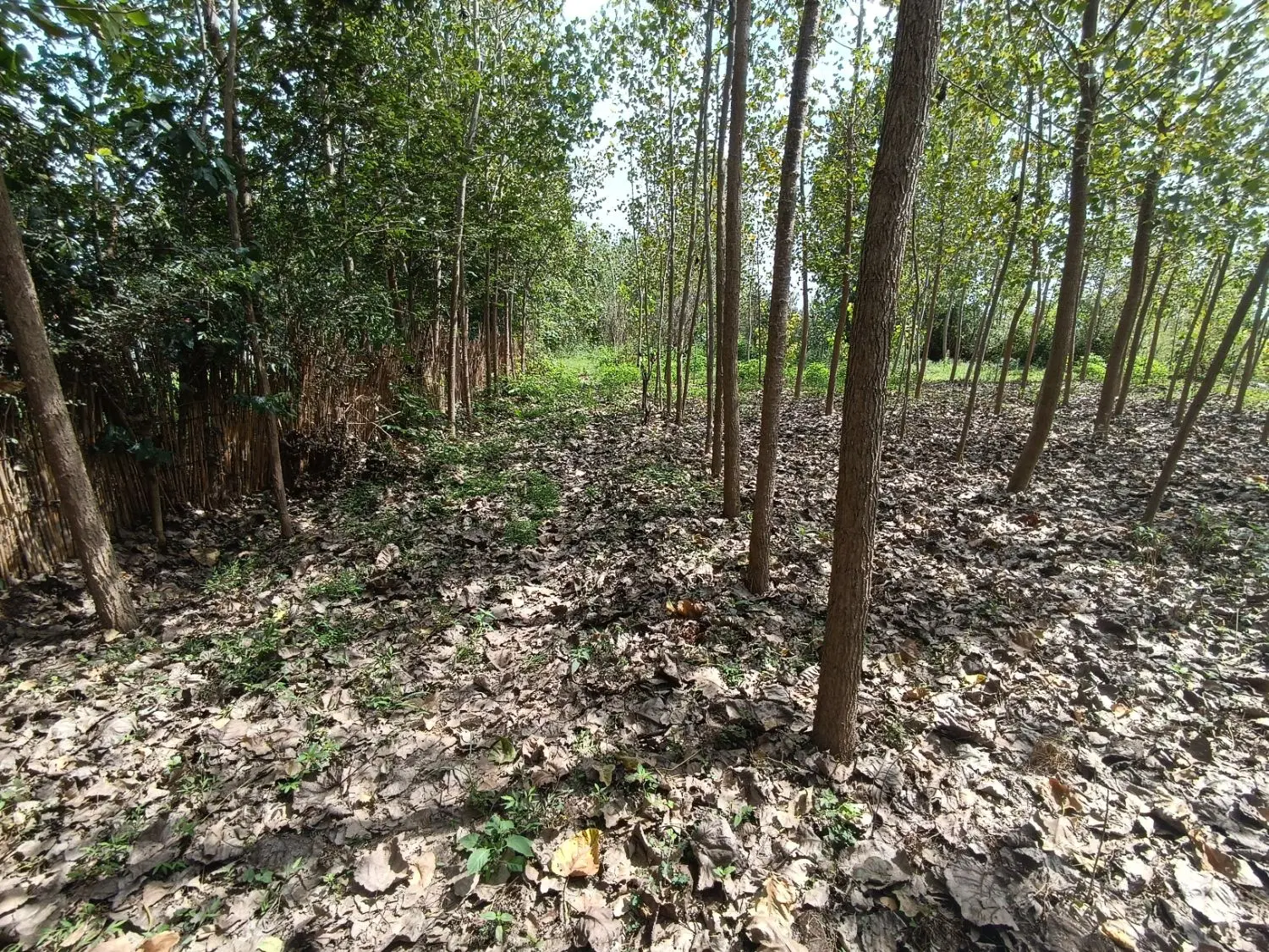 زمین باغی