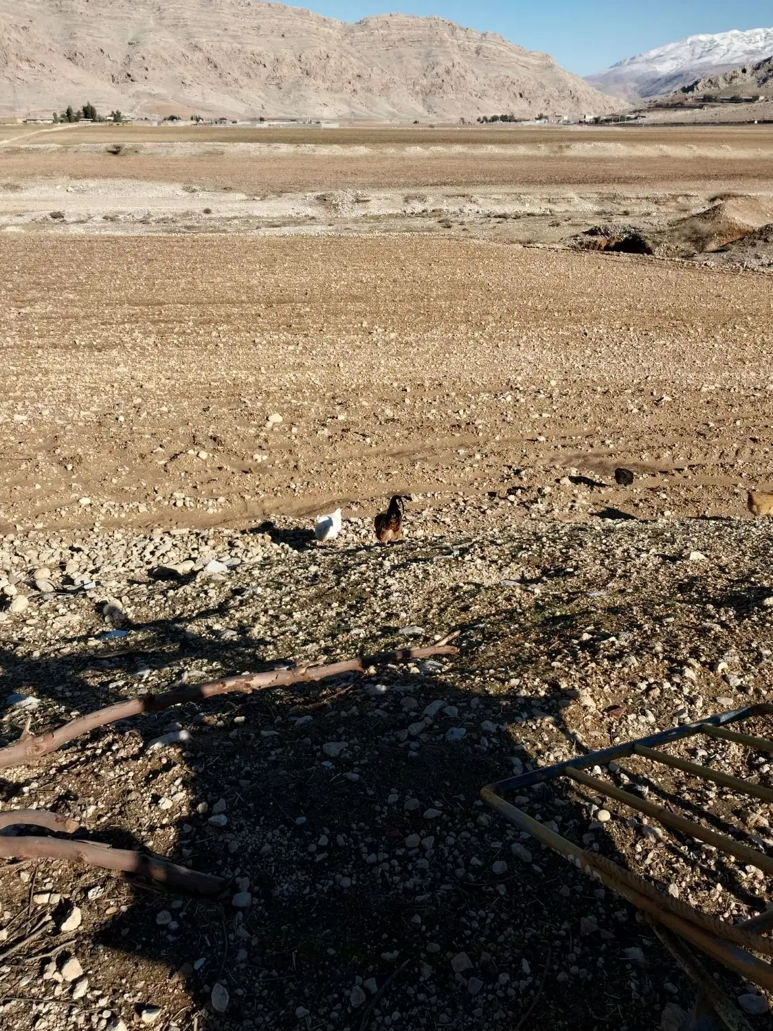 زمین کشاورزی تغییر کاربری شده به ویلایی