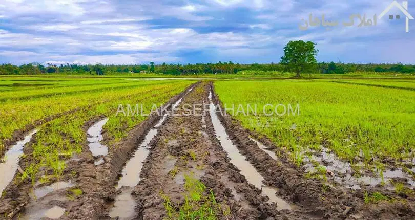 زمین کشاورزی ۷۵۰متری باحق آبه نیم ساعته ده روزه