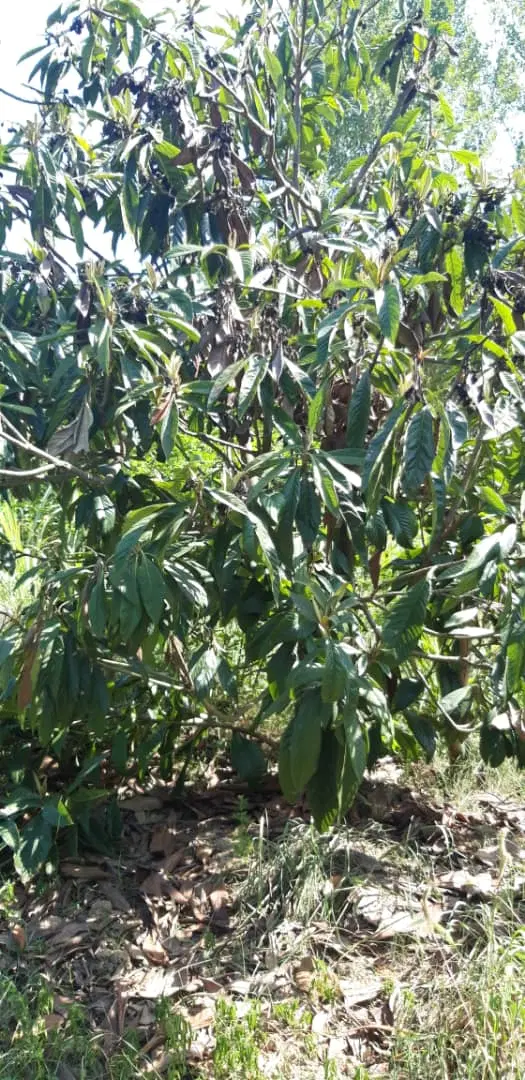 ۱۵۰۰ باغ ۲۰ ساله روستای گردشگری کرچنگ