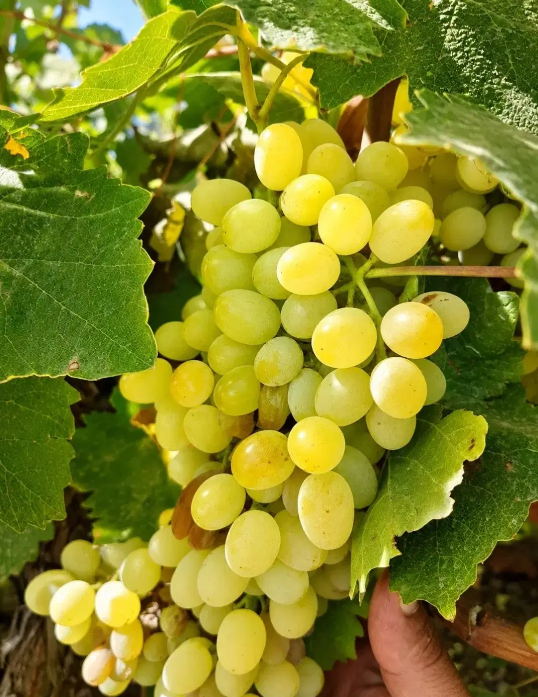اجاره باغ انگور بصورت کلی و جرئی