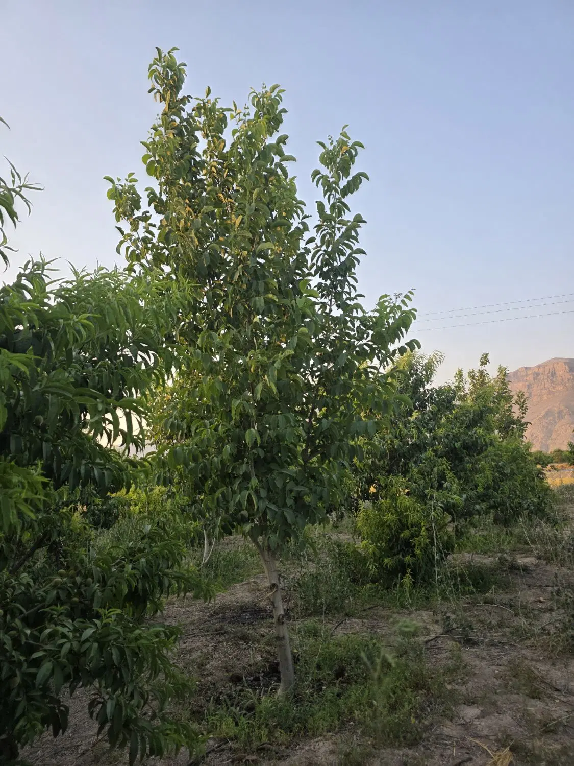باغ