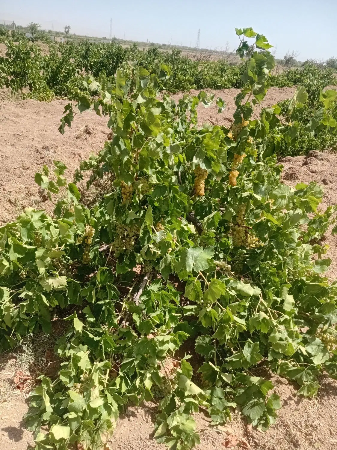 باغ انگور
