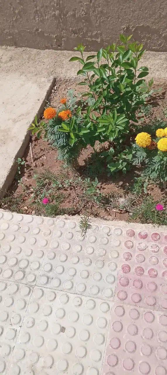 منزل کلنگی ۳۰۰متر خیابان ۱۴متری