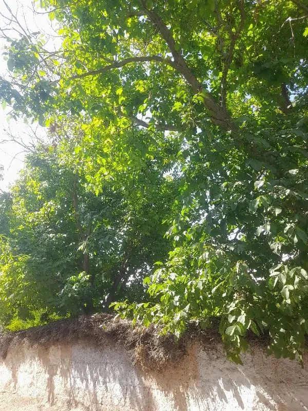 ۵۷۰ متر باغ قصردشت