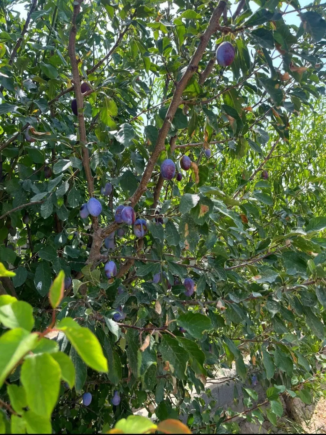 باغ وباغچه ۲۳۰متری مجموعه سرسبز اسفالت شده