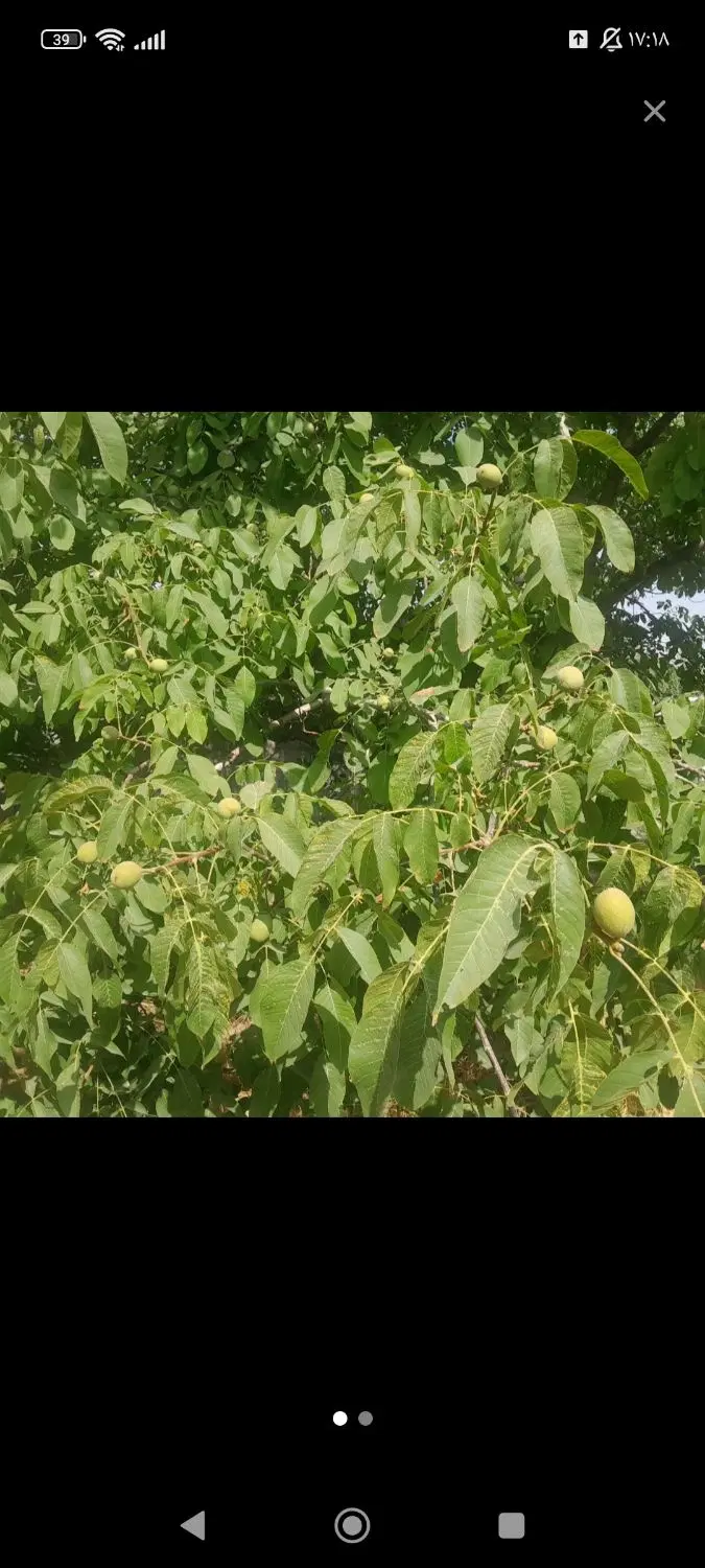 زمین کشاورزی در قلعه عزیز بیگ