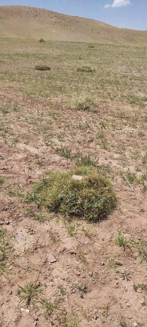 زمین مسکونی