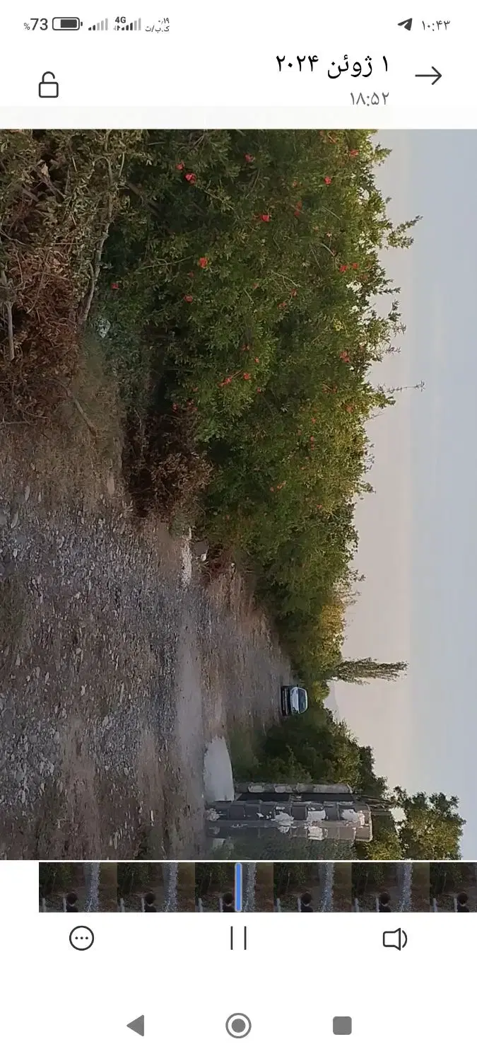 باغچه انار و گوجه سبز