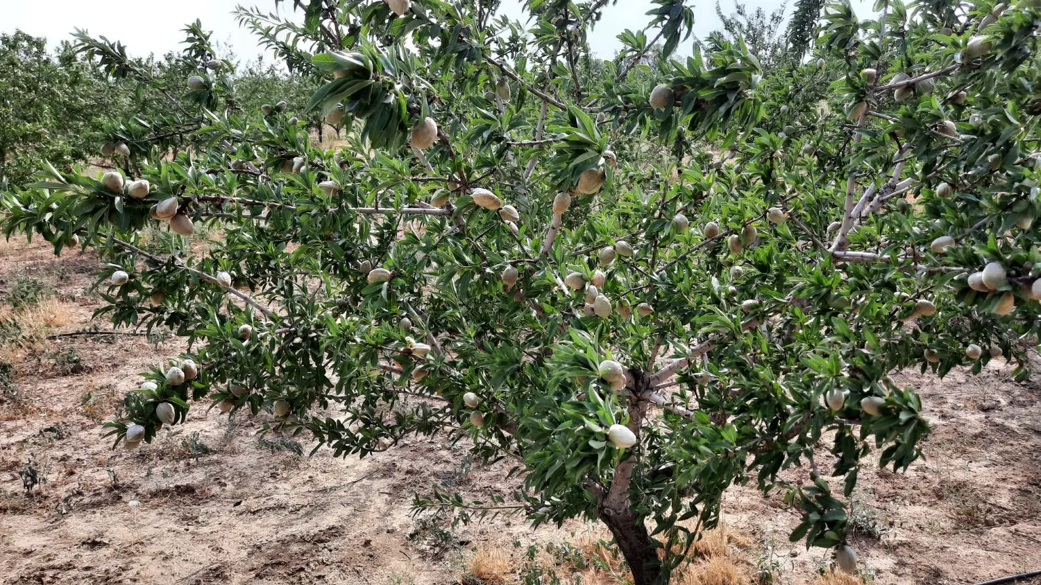 زمین باغی ۱۶۷۰ مترباسندتکبرگ