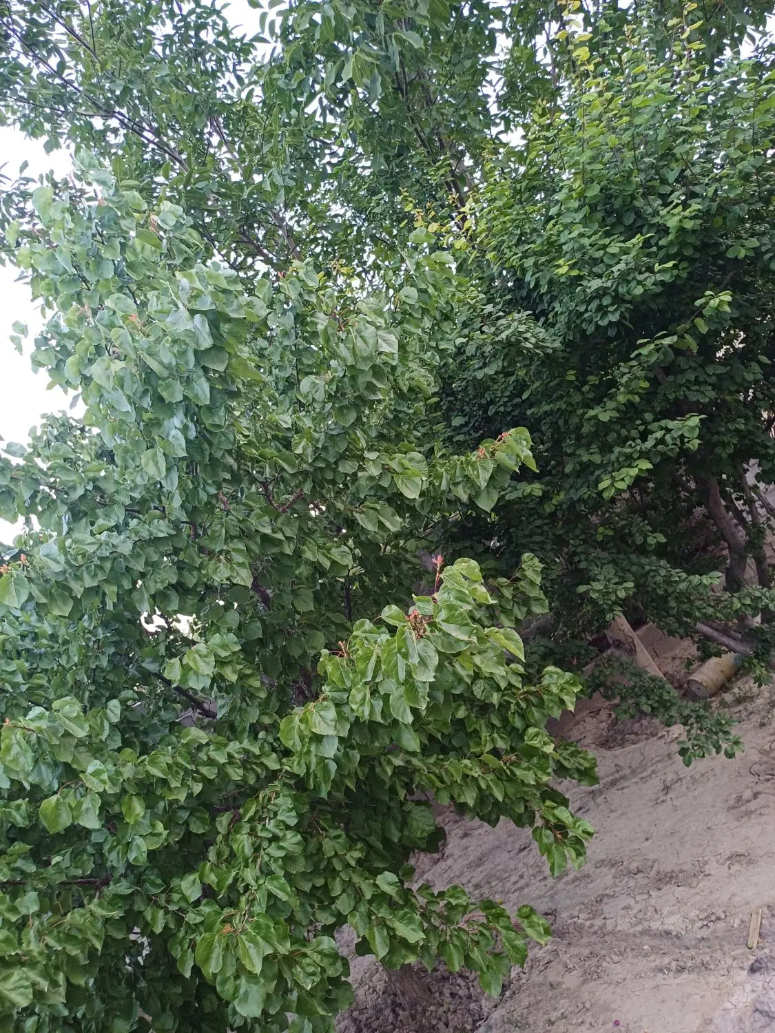 باغ ویلا